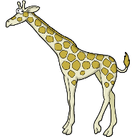 Жираф, giraffe